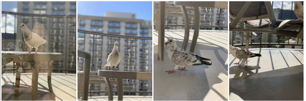 Three photos of albino pigeons on my hotel balcony